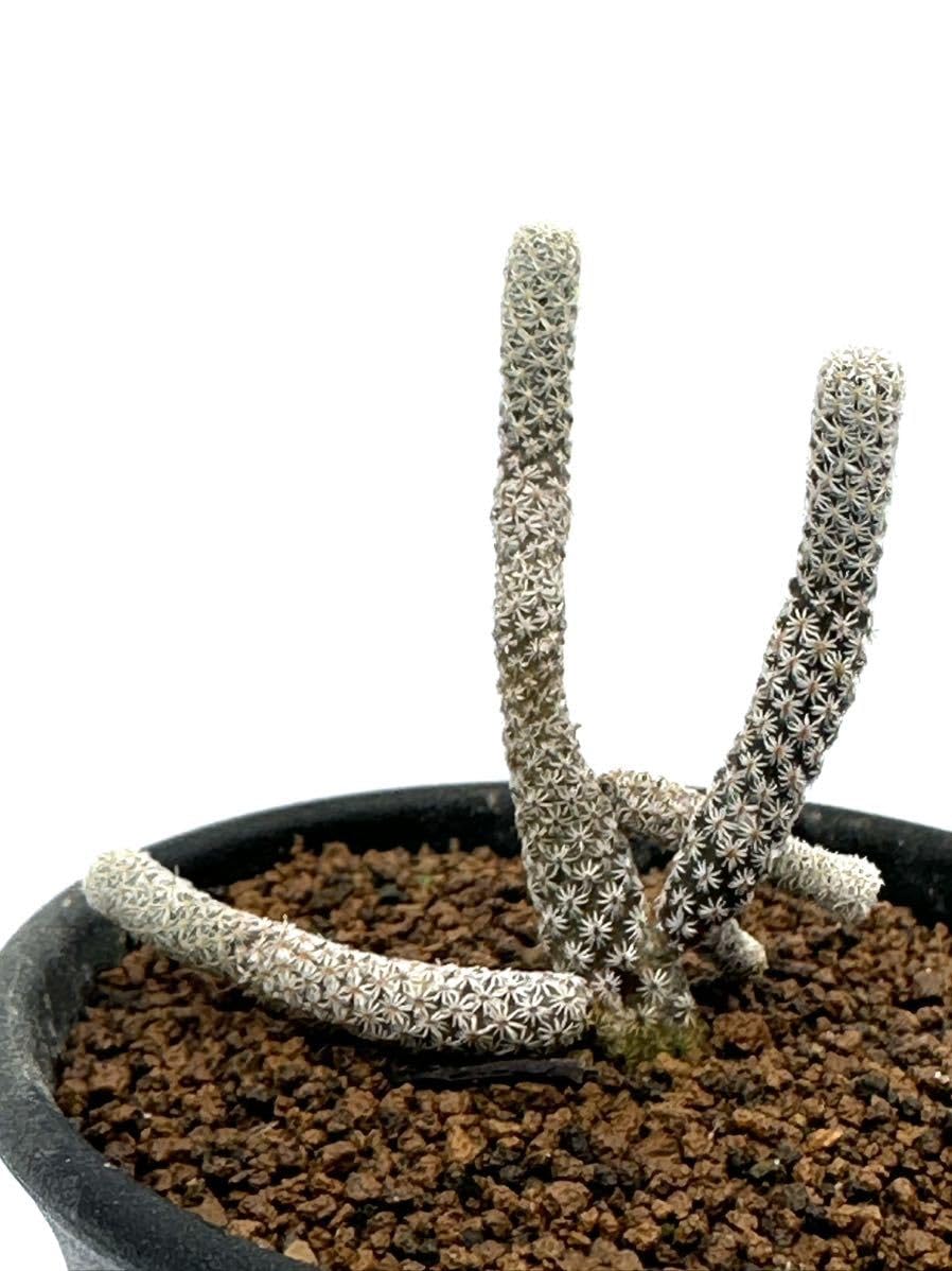 Amazon.co.jp: ツルビニカルプス ミニマ(Turbinicarpus minima)撫城丸